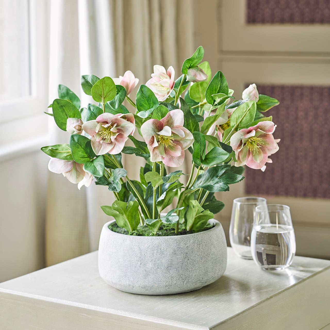 Pink Potted Hellebores