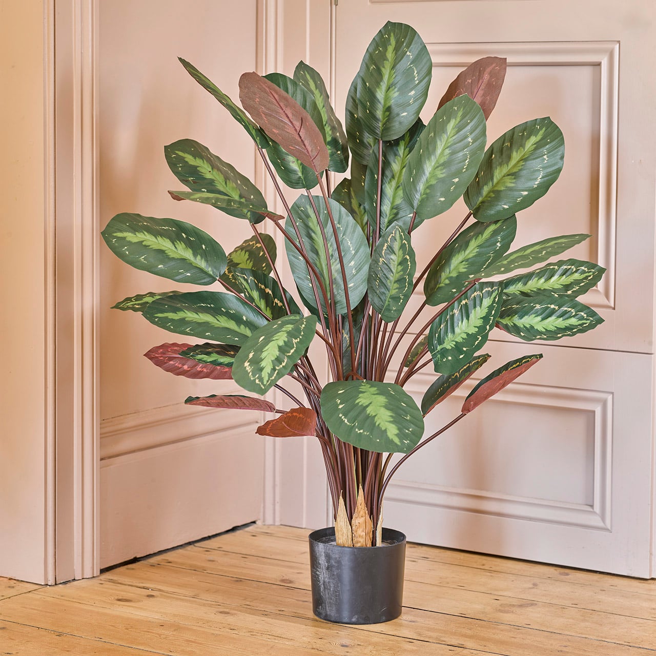 Calathea