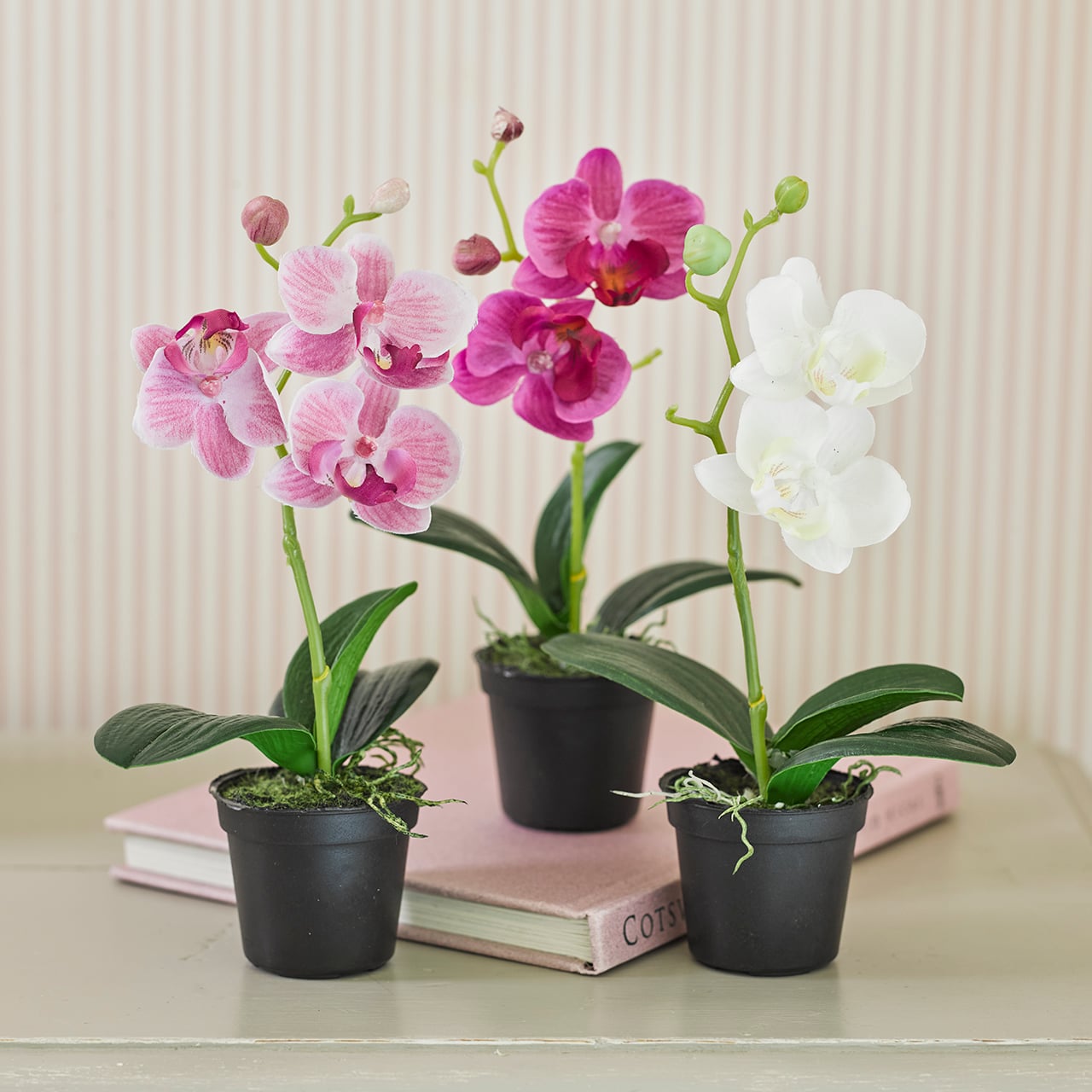 Set of 3 Mini Mixed Orchids