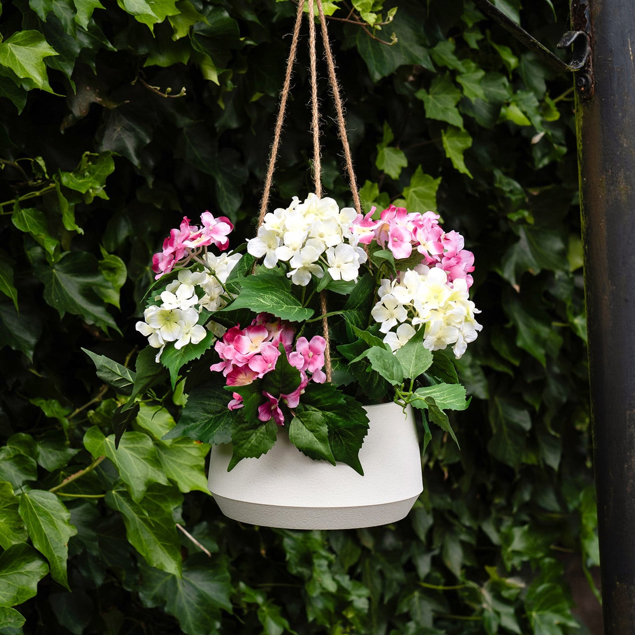 Hydrangea Hanging Basket