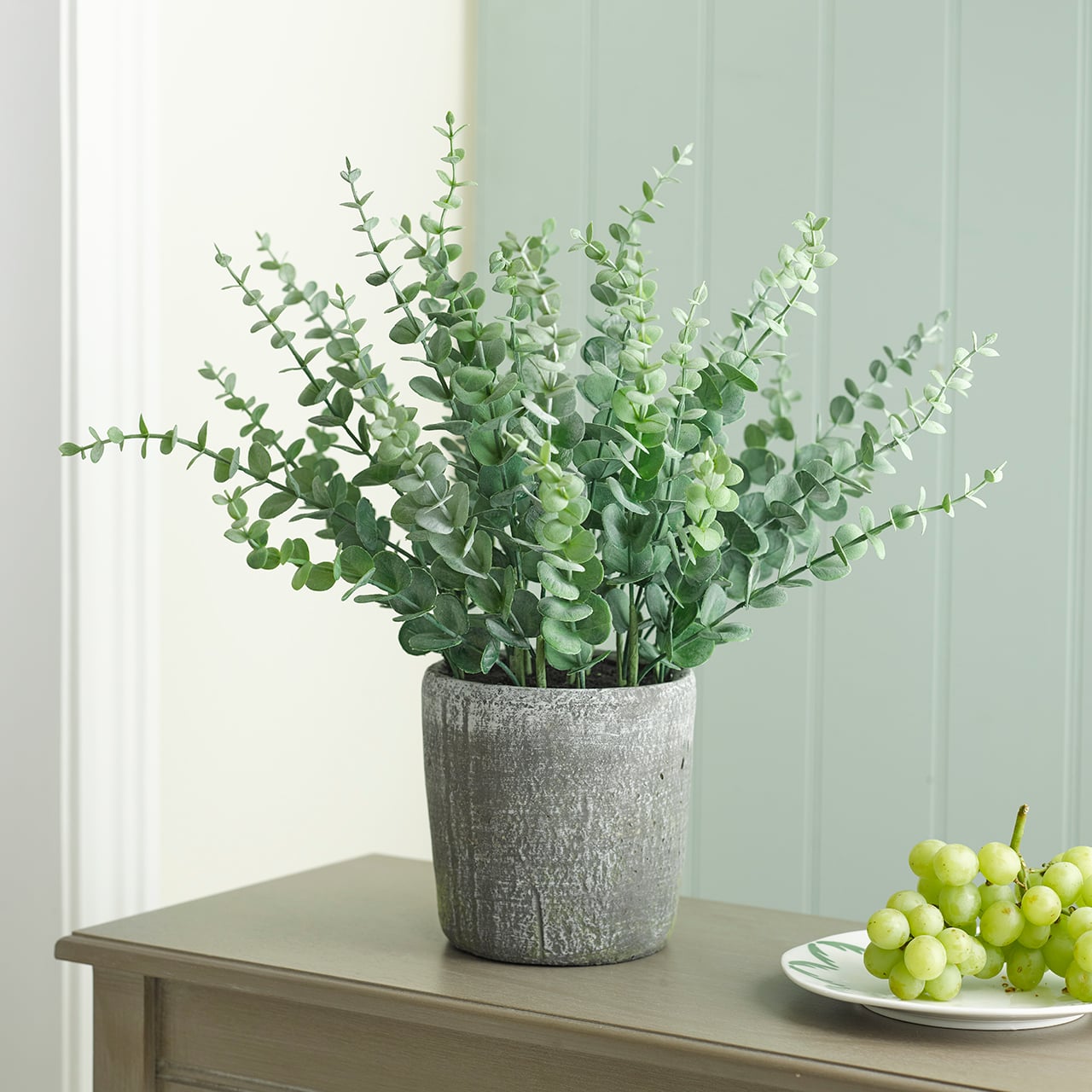 Potted Eucalyptus