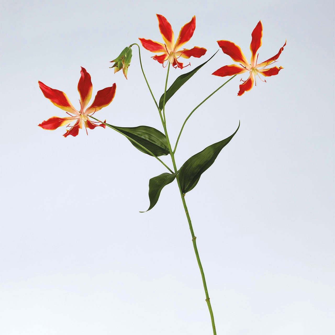 Set of 5 Gloria Lily Stem