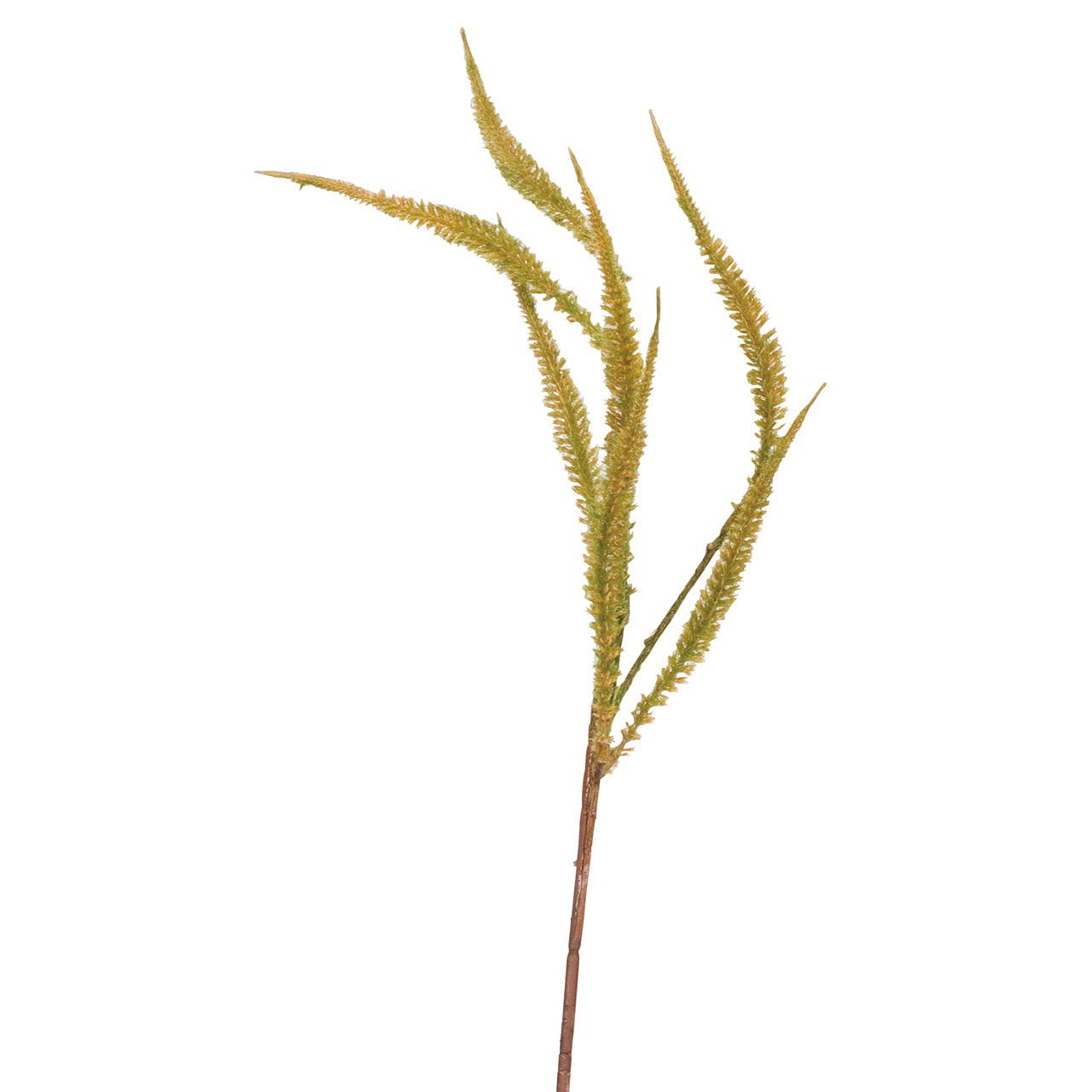 Set of 5 Dog Tail Fern