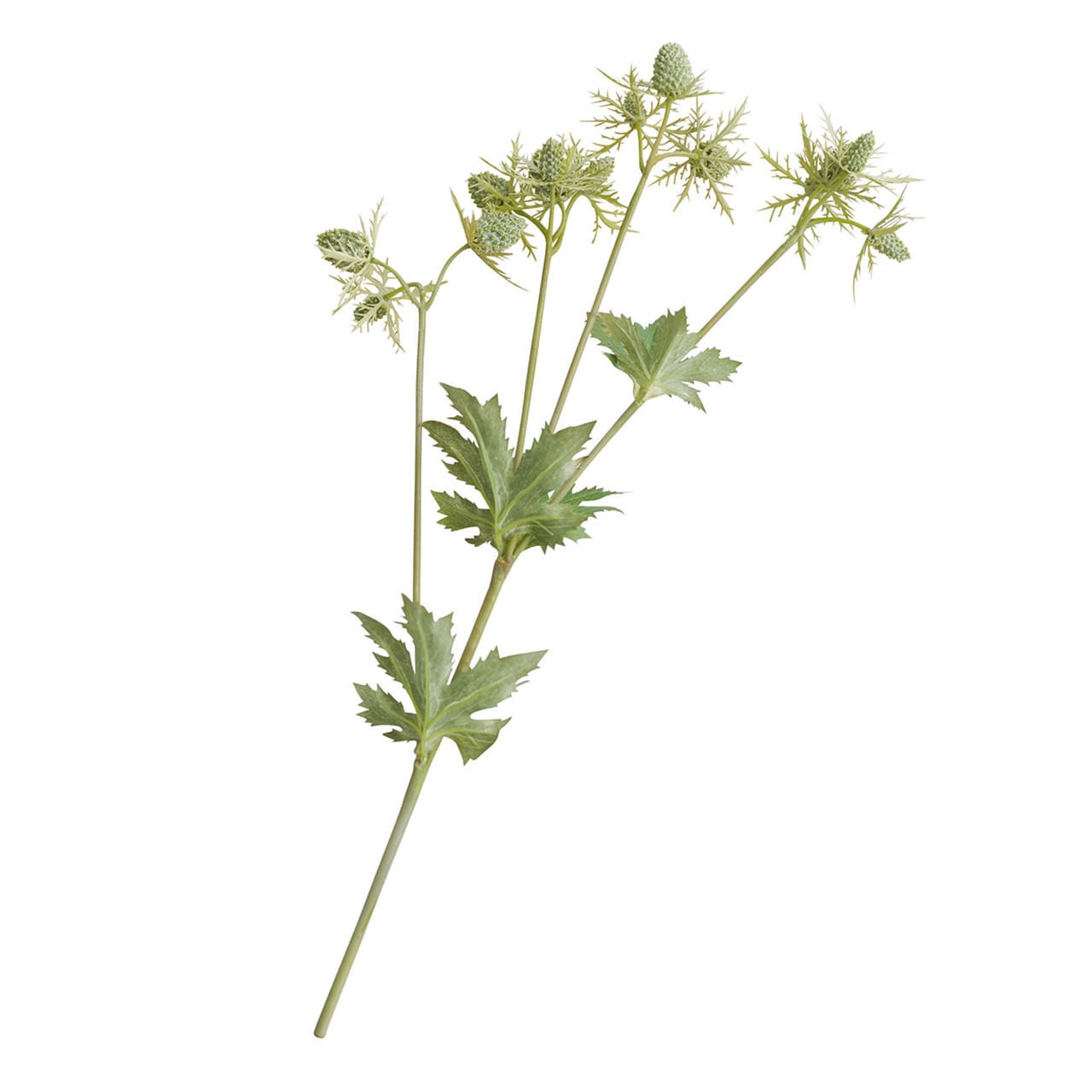 Set of 5 Sea Holly Stem