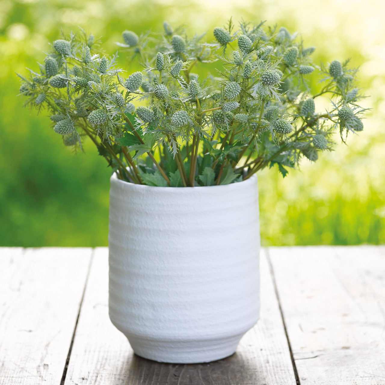 Set of 5 Sea Holly Stem