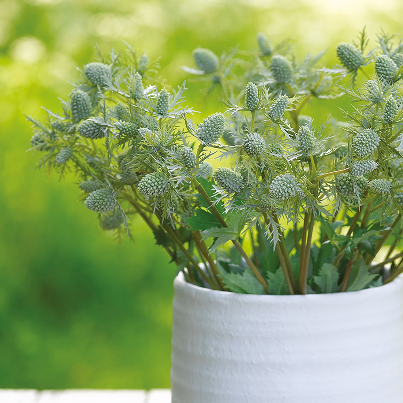 Set of 5 Sea Holly Stem