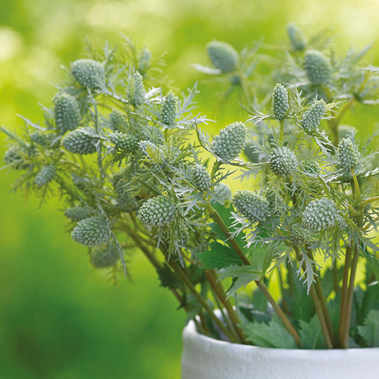 Set of 5 Sea Holly Stem