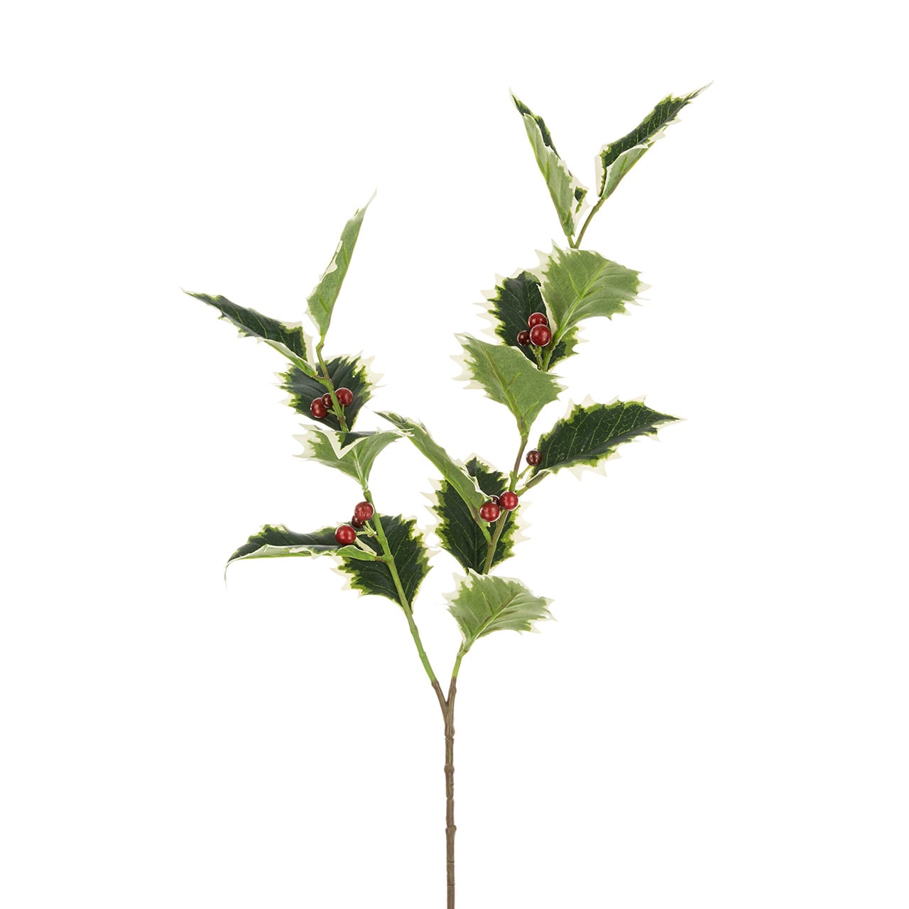 Set of 5 Variegated Holly Stems