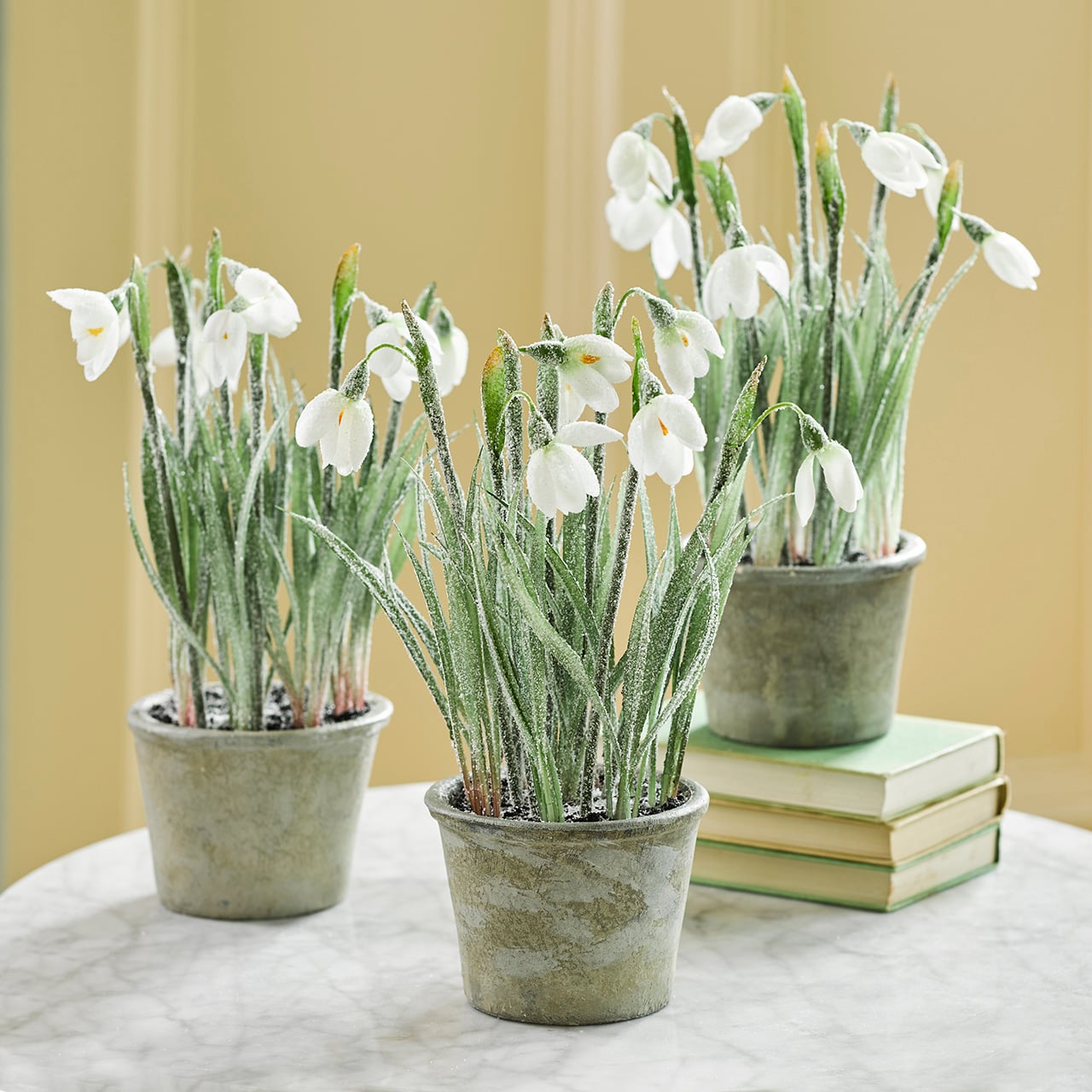 Set of 3 Potted Frosted Snowdrops