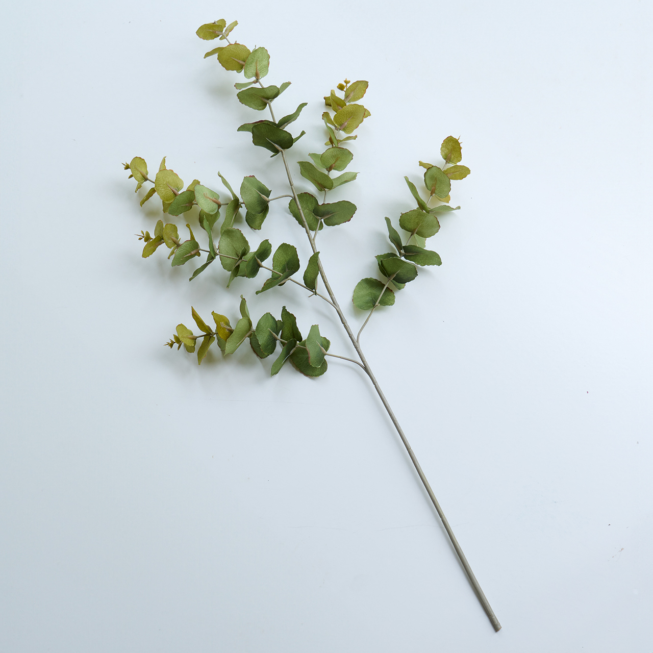 Eucalyptus Spray Stem