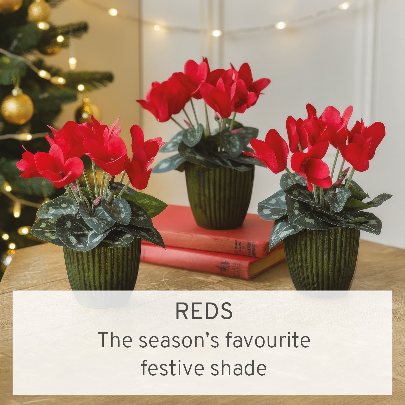 REDS - The season's favourite festive shade