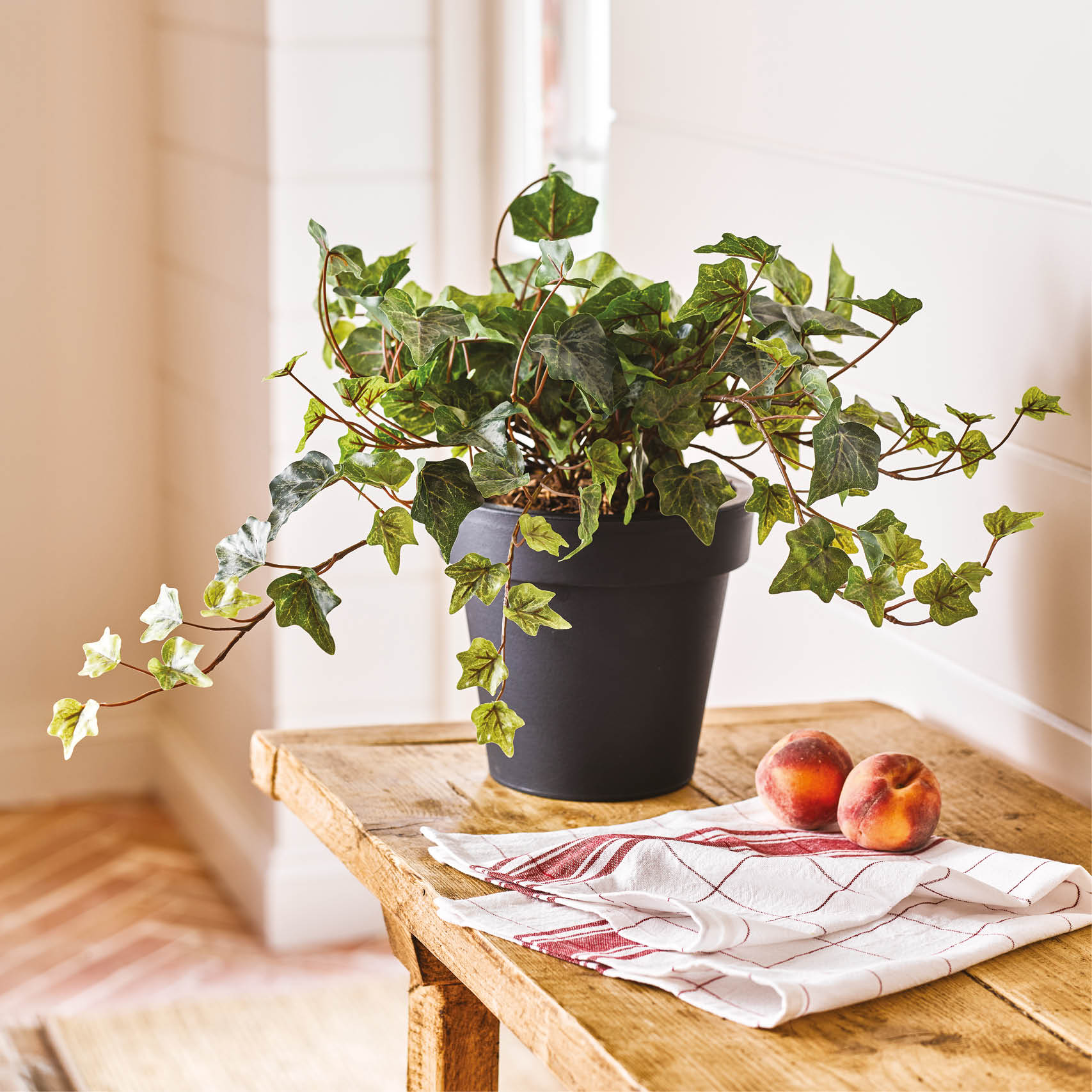 Plants