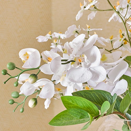 Close up image of white orchid