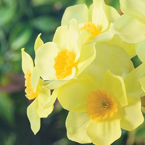 Close up image of faux yellow daffodil