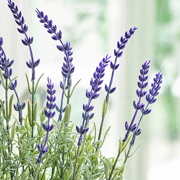 Close up image of faux purple lavender
