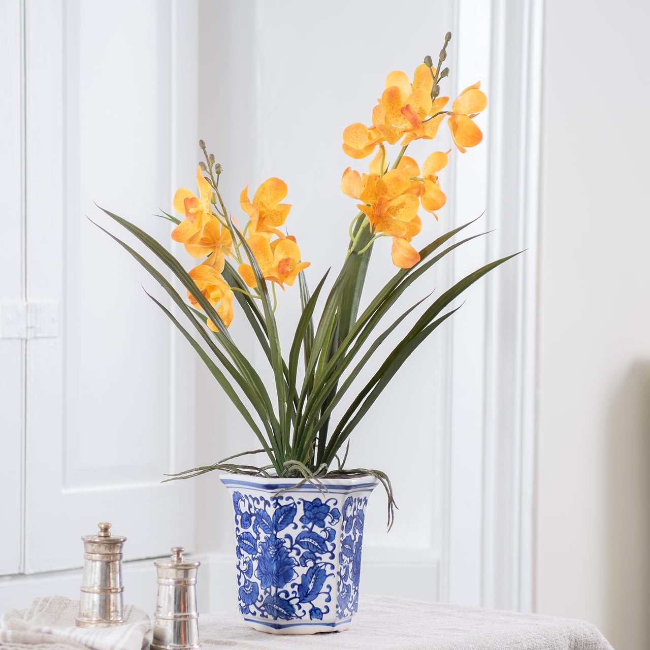 Potted Ascocenda