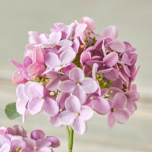 Close up image of purple hydrangea