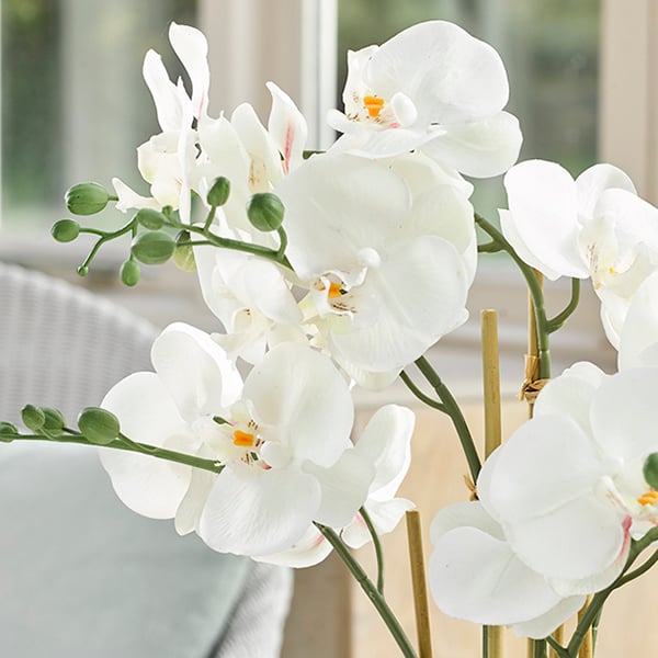 Close up image of white orchid