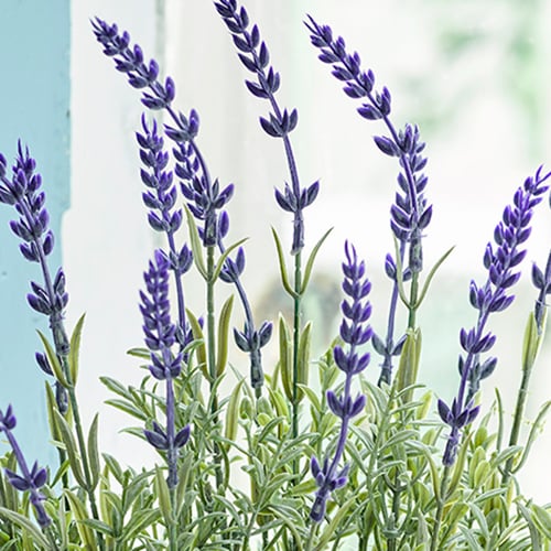 Close up image of faux purple lavender