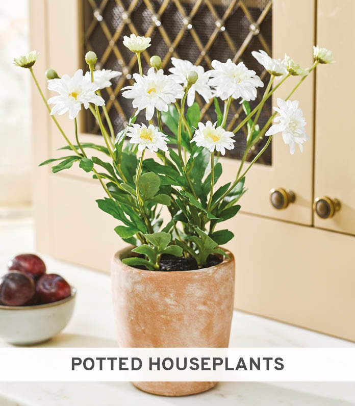 Potted Houseplants