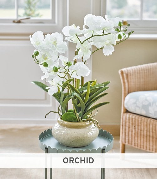 Orchid