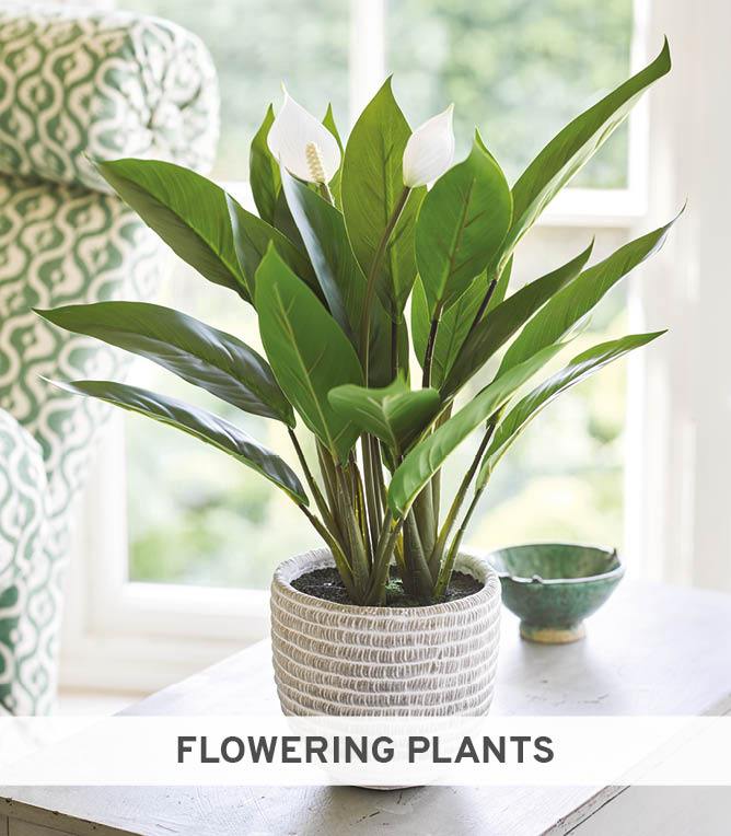 Flowering Plants