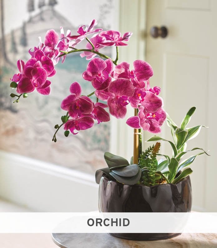 Orchids