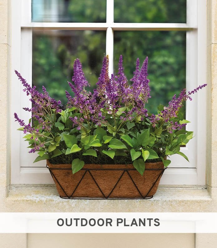 Outdoor Plants