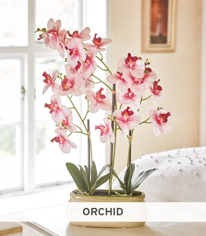 Orchid