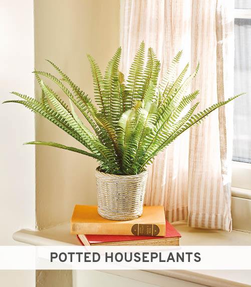 Fern in Ceramic Basket